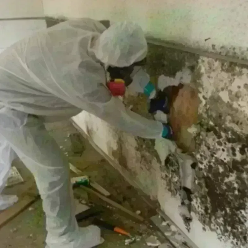 Mold Remediation and Removal in Greenfield, IN